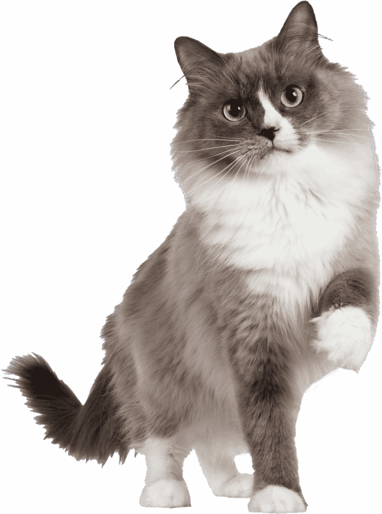 Gray and white cat with dark eyes waits on her veterinarian.